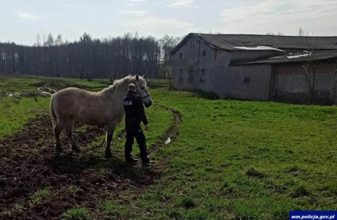 {Nietypowa interwencja miała miejsce na terenie gminy Lubawa.}